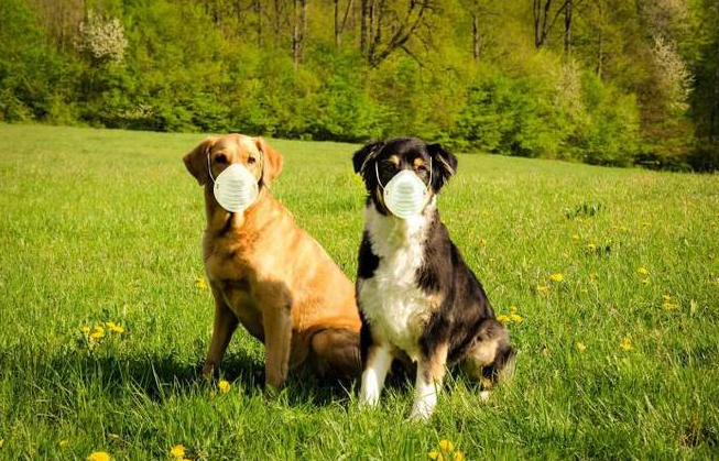 犬冠状病毒灭活检测