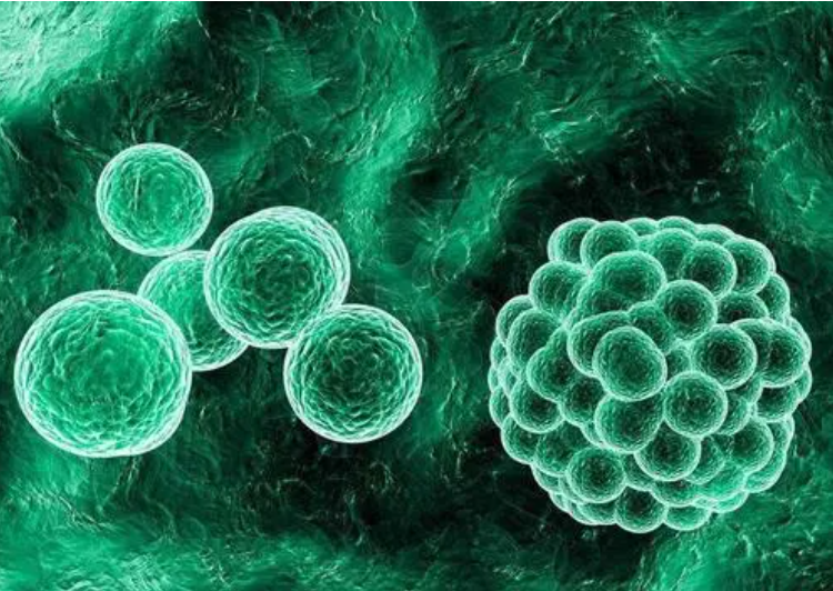 乙肝(HBV)病毒灭活检测
